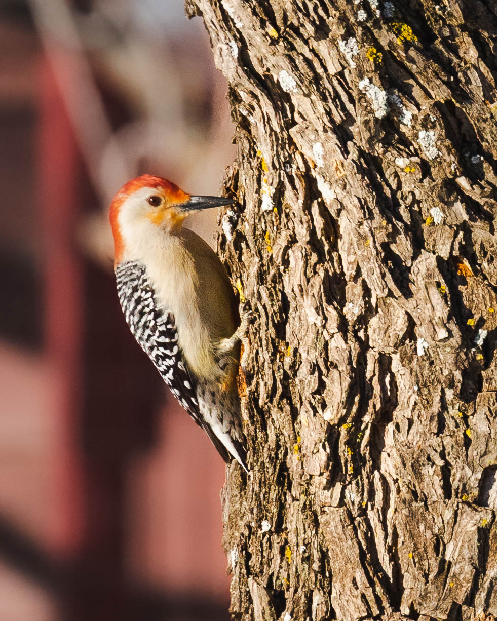 Photo of a red-bellied woodpecker pecking a tree