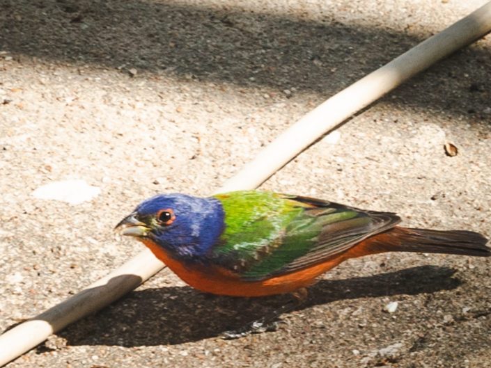 Colorful bird eating snacks on the ground