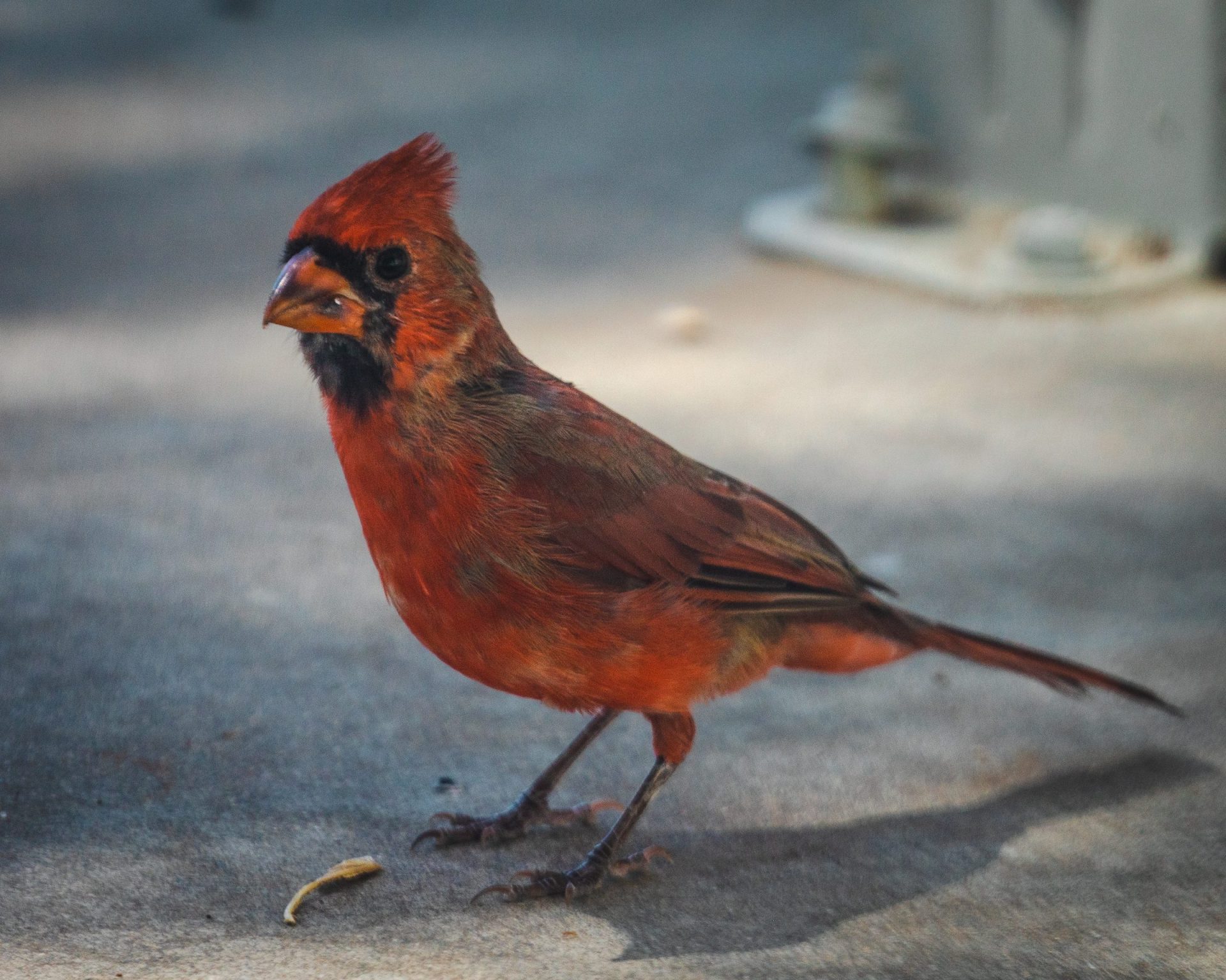 Cardinal sitting on the ground