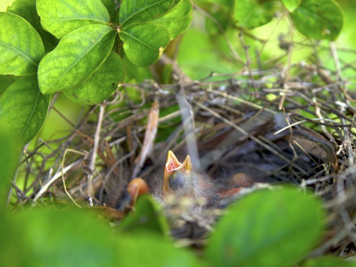 Baby cardinals with mouth open, surrounded by greenery